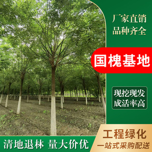 �������� ������� �S��ֱ�N3-50���և����� ��֦���~�� �����ؗU