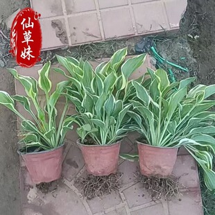 ͥԺֲ������������ꎻ��ܻ�߅������Gֲ���Խ�߅������ɫ������