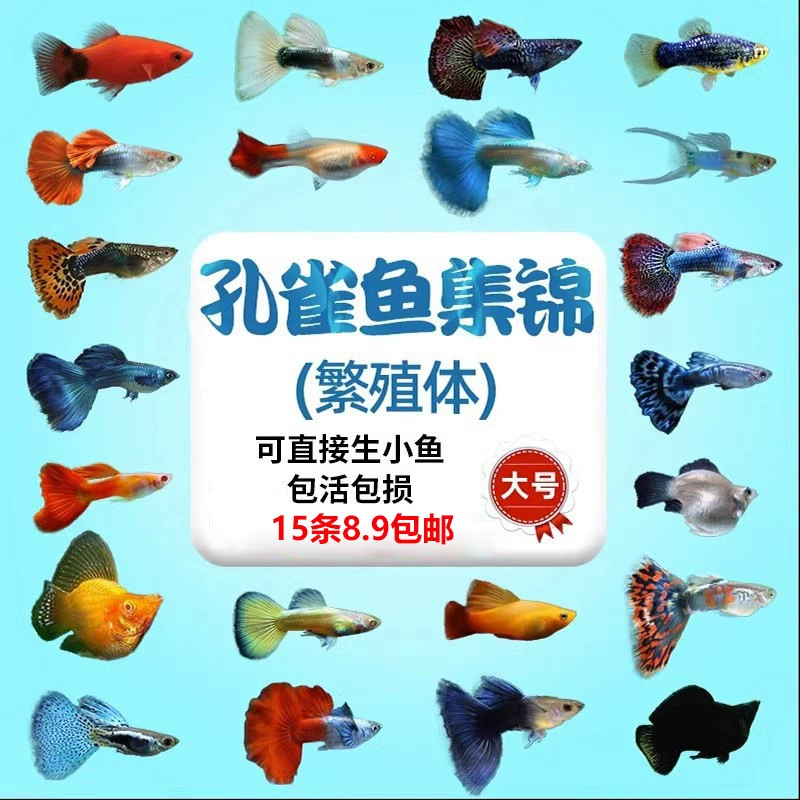 Гуппи тропические чистокровные живые рыбки, пресноводные, маленькие, легкие в уходе, декоративные рыбки, живородящие гуппи, светлые рыбки, смешанное разведение.