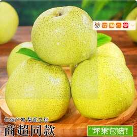 梨都砀山梨子正宗砀山酥梨当季水果新鲜9斤皮青梨皇酥梨整箱应香