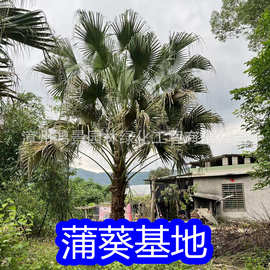 漳州鸿景园林高杆蒲葵基地多种规格蒲葵批发园林景观首选