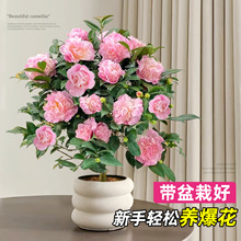 茶花盆栽香妃山茶花树苗四季开花卉带花苞五色赤丹室内阳台绿植物