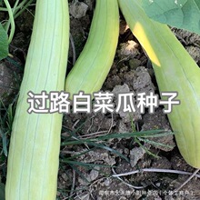 �^·�ײ˹ϷN�Ӹ߮a����L�Ȱ׹ϲ˹ϷN���r�Ҵ����ﲥ�߲˷N