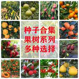 柠檬种子花椒种子柑橘柚子板栗金桔枸橘樱桃柠檬枣树种子四季庭院