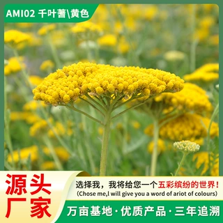 厂家直销千叶蓍草种子花籽欧蓍神锯草籽宿根耐寒可切花阳台盆栽