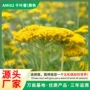 盆栽耐寒草籽切花花籽