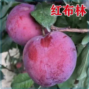 ���ڼt�������Ә����ش���Ʒ�N�޽ӹ������ͺ��ϱ����Nֲ����Y��