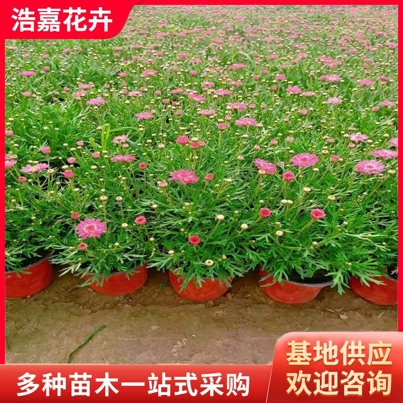 Маргарета, деревянная хризантема, полынь, французская хризантема, четырехсезонные цветущие цветы в горшках, продаются с базы Цинчжоу.