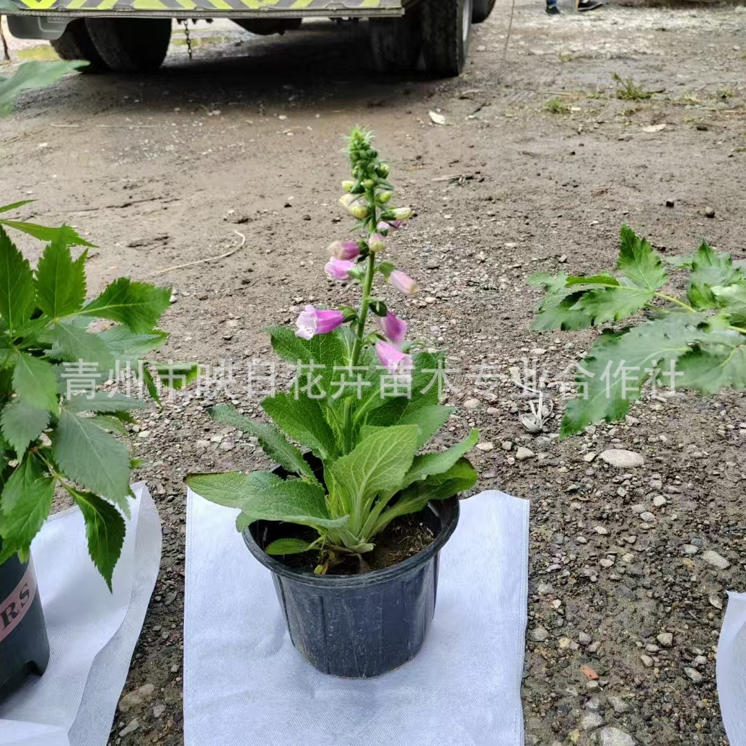 开花毛地黄加仑盆盆栽花卉山东花镜植物基地批发毛地黄价格毛地黄