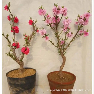 �������������ذ��һ����Ϙ��҃����̨�辰�����^�p�һ��ͺ����B