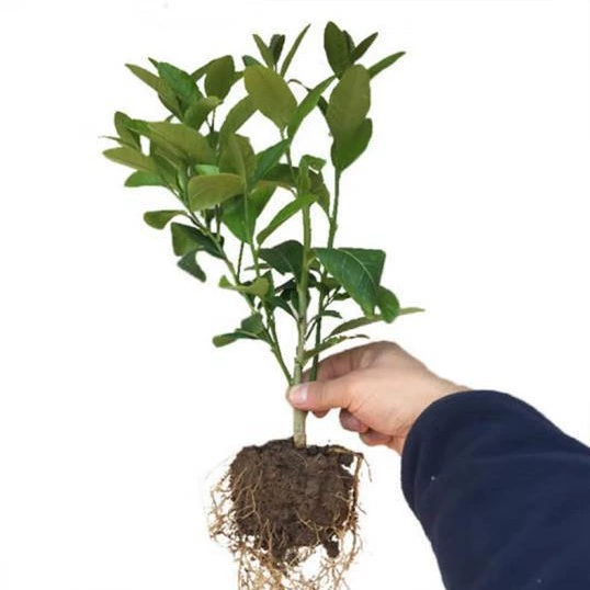 Рассада лимонного дерева Большая рассада Лимонная рассада Зеленое растение Горшечное растение Крытый балкон Двор завод Four Seasons Результат Духи Лимонное дерево