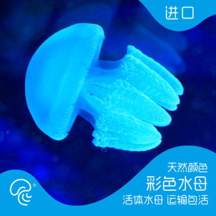 Colorful Cannonball Jellyfish Live Jelly Blue Ring Ornamental Pearl Jellyfish Pet Seawater Ornamental Fish Cute Pet Blue and White