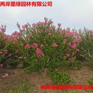 �G��������ľ������ľ��ޱ���� ��΢����t����ޱ��t������ռt