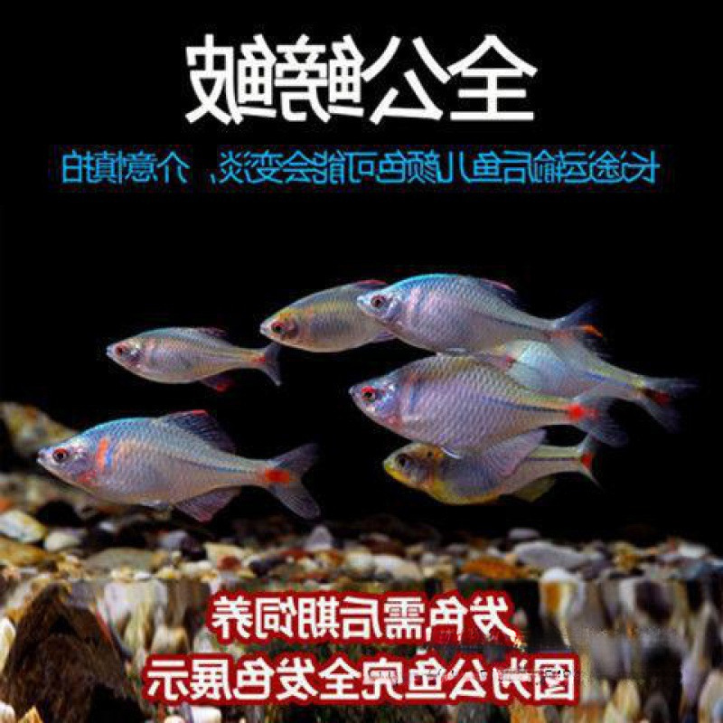 フナ、観賞魚、冷水魚、ネイティブ魚、カラフルなフナ、ハイボディフナ、小型淡水魚、飼いやすい|undefined