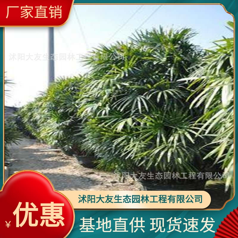 База Оптовая продажа Самодельная коричневая бамбуковая рассада Живописный район Ландшафтный дизайн Дорога Сад Инжиниринг Озеленение Рассады