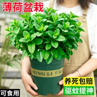 �������Կ�ʳ�����m�㱡���~�Ե����҃�ͥԺ���ֲ������Gֲ����