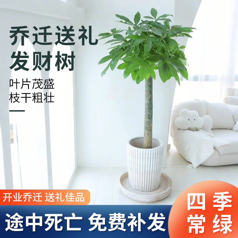 四季常青大型绿植花卉室内外发财树虎皮兰绿萝盆栽办公室