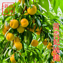 ���S�F�������硿���״����S�������� �ϱ�ͥԺ���Ե��Զ��ܷN