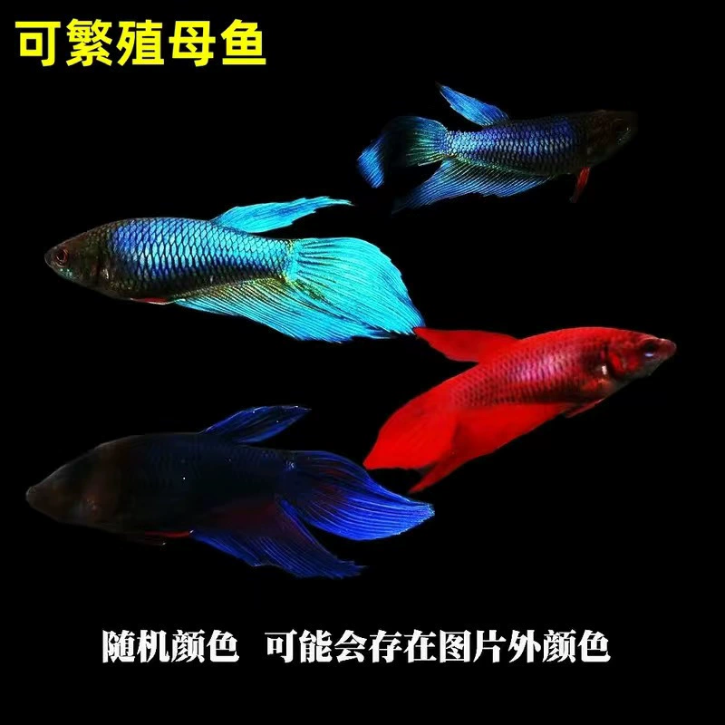 Аквариумный петушок Betta (Thai Douyu) — белый/пастельный, супер-хвост SSS, тропическая декоративная рыбка