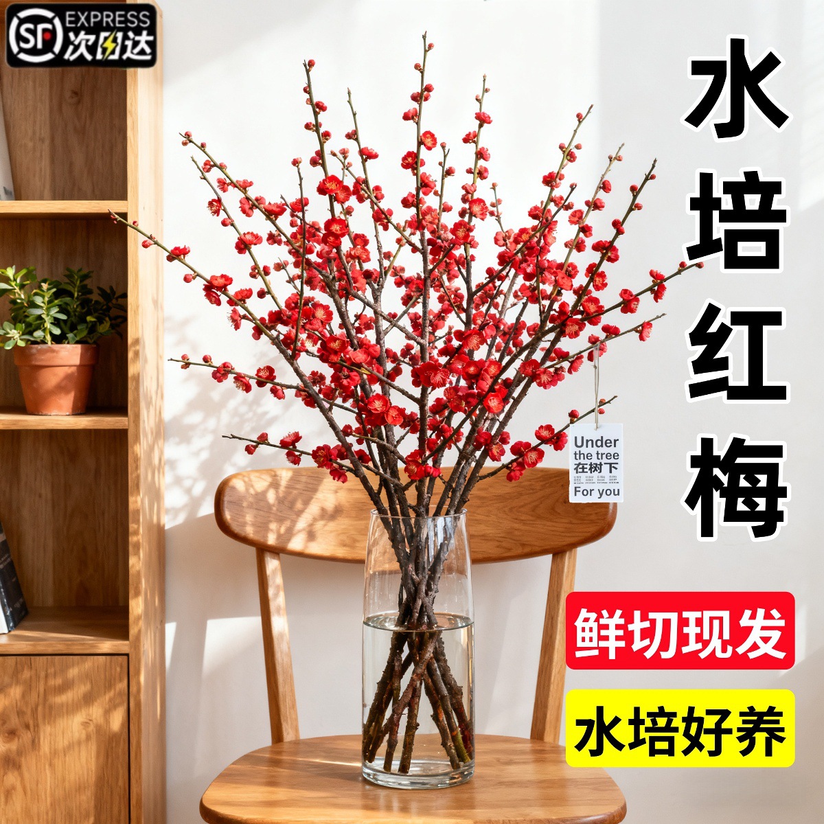 水培红梅鲜切枝室内植物浓香耐寒四季腊梅花卉桃枝鲜枝干枝年宵花