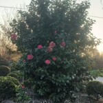 茶花杯苗树苗高干茶花山茶花高度1-2米基地直供苗圃工程绿化树苗