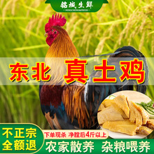 东北农家土鸡农村大公鸡整鸡纯粮散养3.8斤现杀公鸡溜达鸡笨鸡