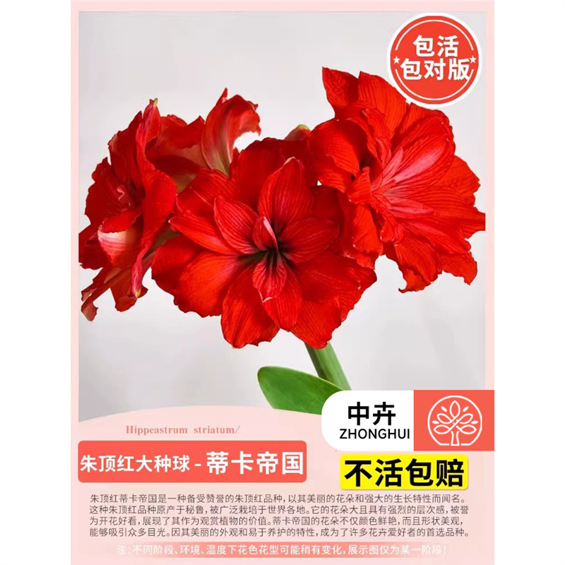 Amaryllis bulb - tika empire (large)