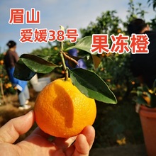 眉山爱媛38号果冻橙爱媛橙手剥橙甜橙爱媛果冻橙品质果园果农直发