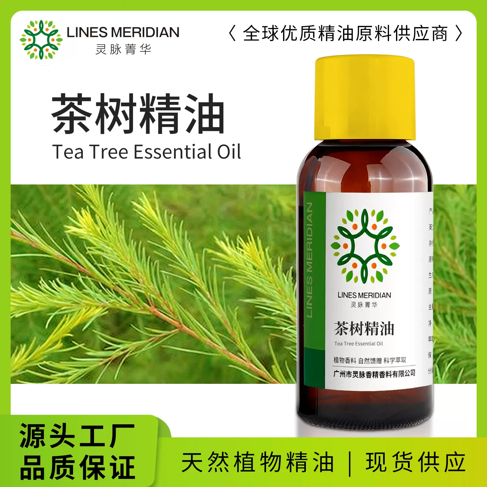 茶树精油 互叶白千层叶片澳洲茶树叶片蒸馏萃取所得茶树精油60ML