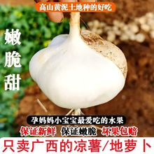 正宗广西凉薯应季当季新鲜蔬菜10斤农家自种白地瓜沙葛地萝卜整箱