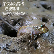 跳跳鱼宠物弹涂鱼红鳍淡水鱼观赏鱼海水鱼滩涂鱼萌宠易养易活包损
