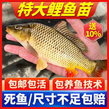 鯉魚苗批發正宗建鯉無甲裸鯉重慶永川本地耐活物體淡水好養殖小魚