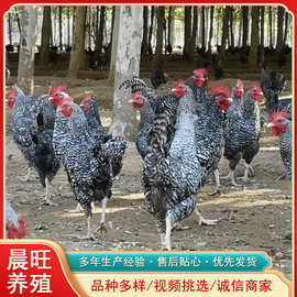 散养圈养的芦花鸡五黑鸡一只芦花鸡要多少钱养殖芦花鸡包技术鸡苗