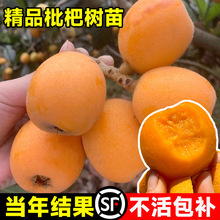 无核枇杷苗树白玉琵琶果树果苗东山大五星批把南北方种植当年结果