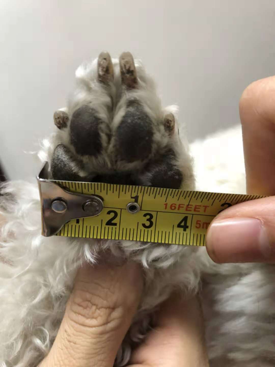 脚掌