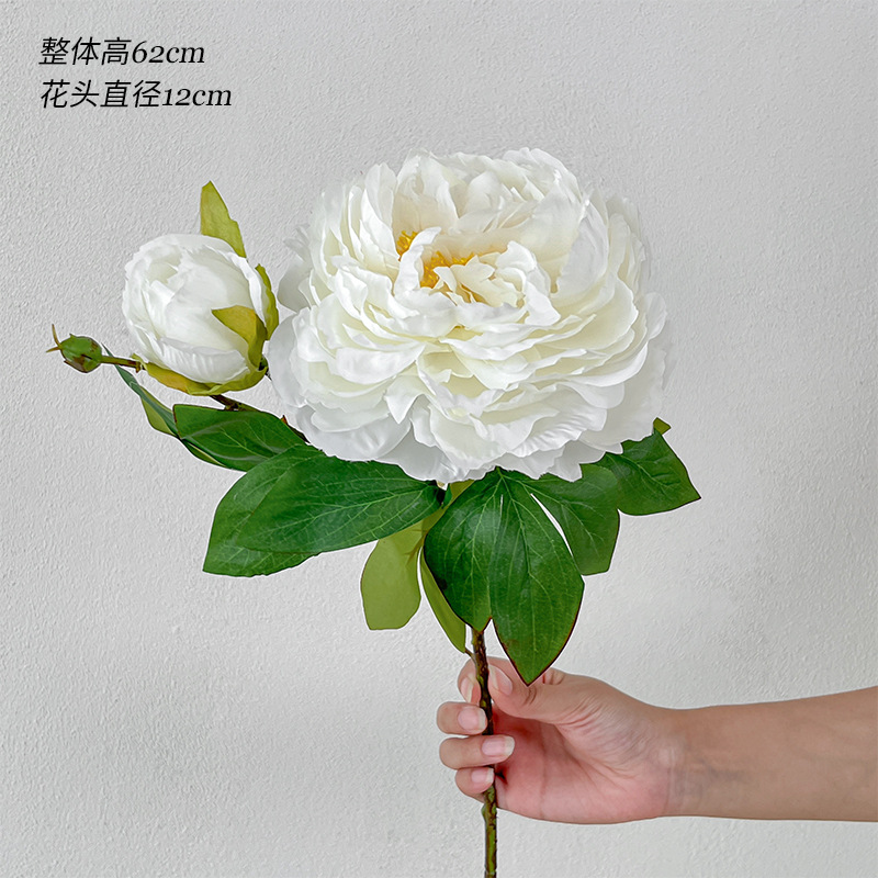 하얀 봄 모란 2개