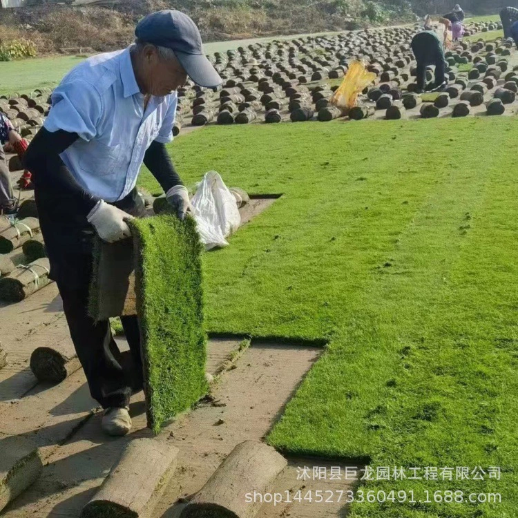 Рожь, вечнозеленая, выращивание желтого песка, зеленый газон, двор, вилла, озеленение сообщества