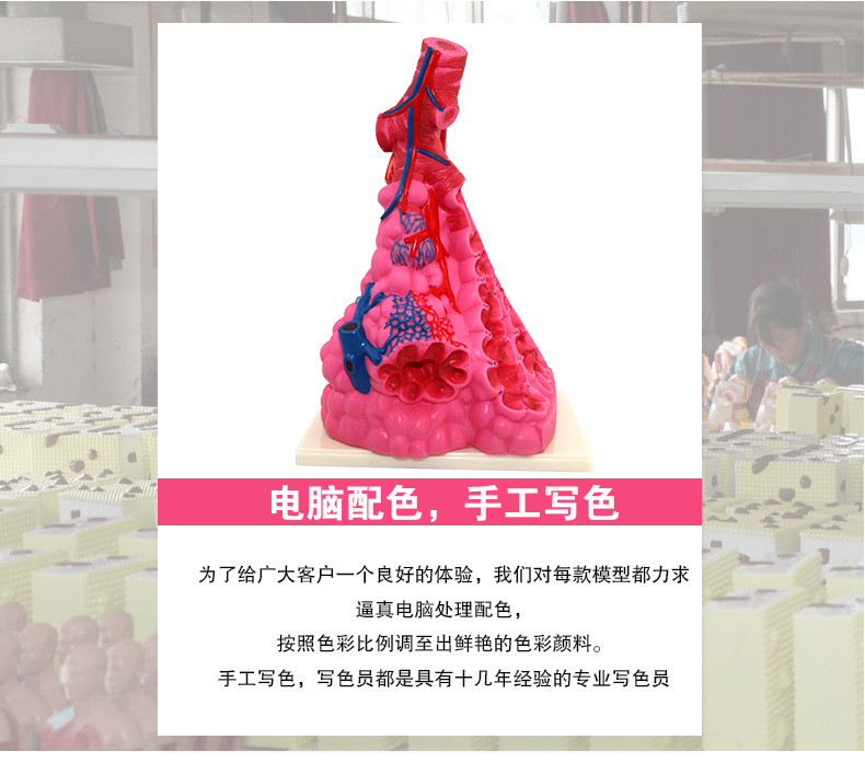 33210肺泡模型_03.jpg