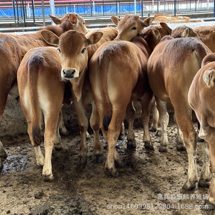 ���l����С�Sţ �����Sţ�����Xһ�^ ��ϸ��������Sţ