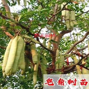 ���v�������ǘ������̘� ���ǘ� ���̻h�ʇ������o�����@���o�ژ�
