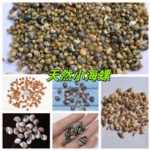 天然贝壳海螺贝壳按斤批发货源产地鱼缸造景工艺品漂流瓶装饰品