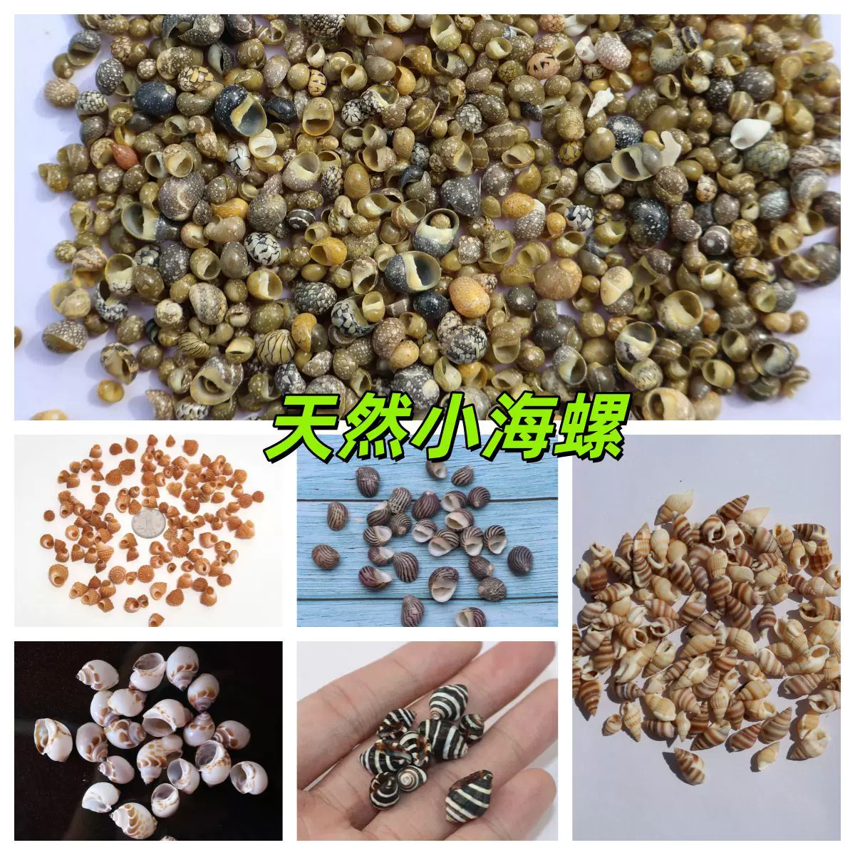 天然贝壳海螺贝壳按斤批发货源产地鱼缸造景工艺品漂流瓶装饰品