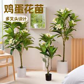 鸡蛋花盆栽树苗缅栀子花鸡蛋花苗红色黄色带花苞阳台庭院植物