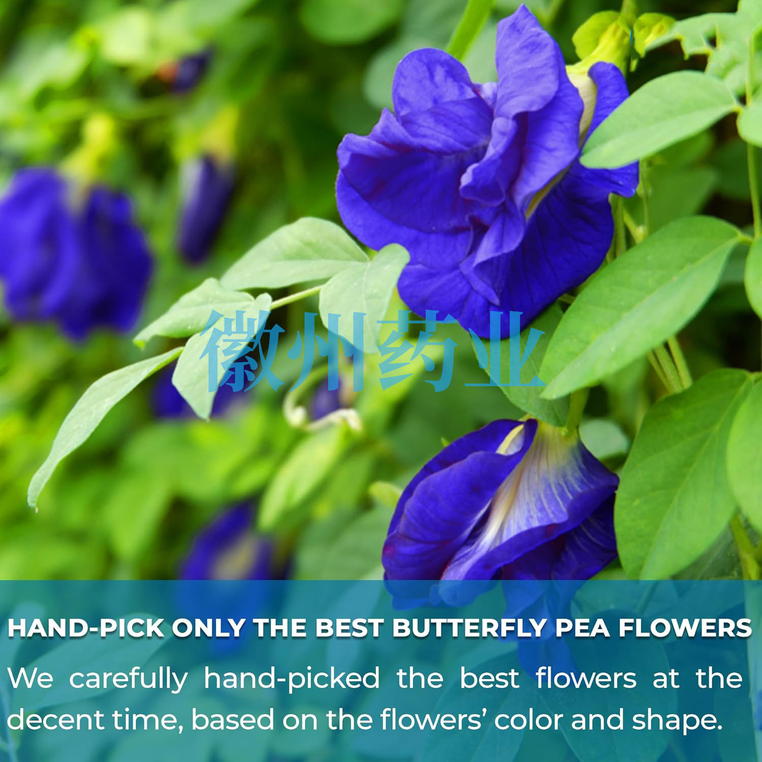 817D6lHlXeL._SL1500_