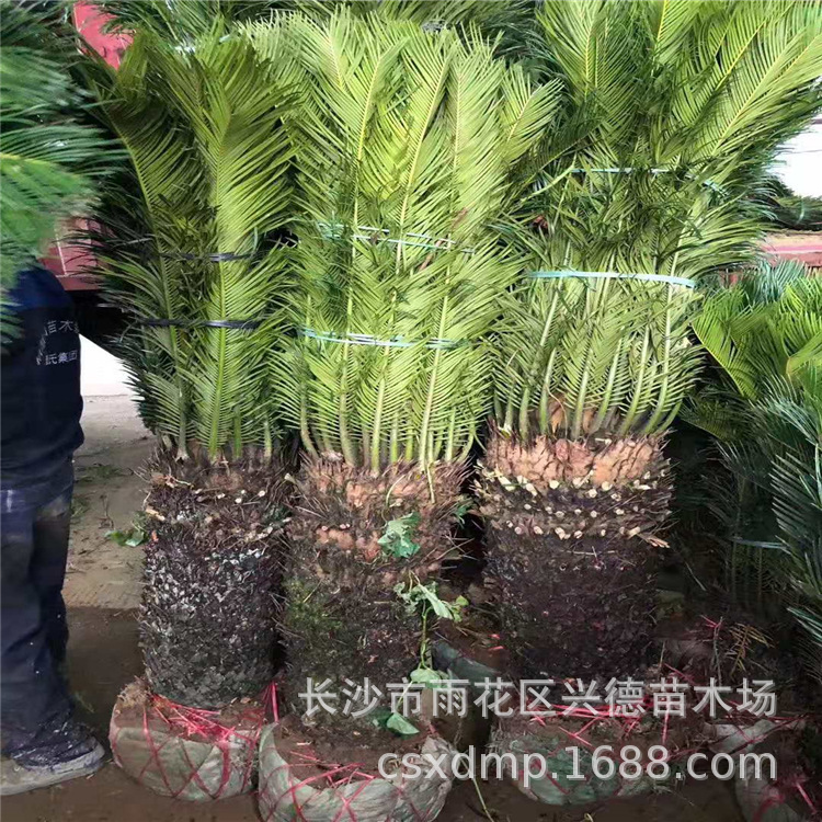铁树批发 多头丛生苏铁价格 湖南苗木 盆景树 规格齐数量