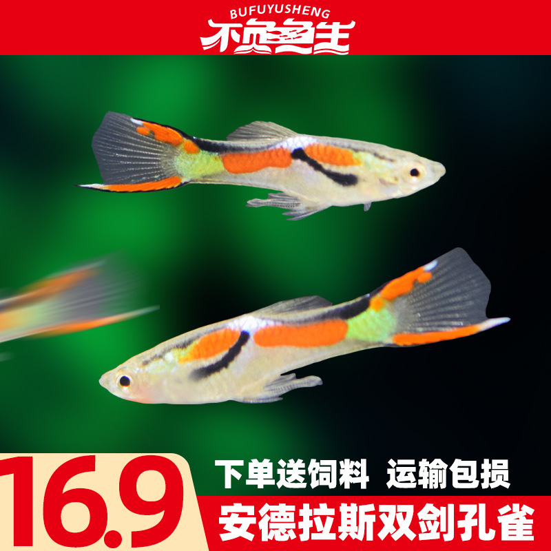 安德拉斯双剑尾孔雀鱼凤尾鱼热带鱼淡水观赏鱼小型鱼胎生鱼活体鱼