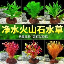 �~��ˮ��ֲ���쾰��ɽʯˮ�������ԾGֲ����ˮ�ő����ײ��b�