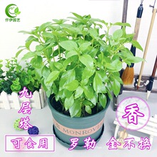 叶阳台罗勒香草植物院子盆栽九层塔金不换薄荷绿可食用苗清香驱蚊