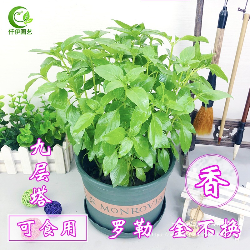 叶阳台罗勒香草植物院子盆栽九层塔金不换薄荷绿可食用苗清香驱蚊