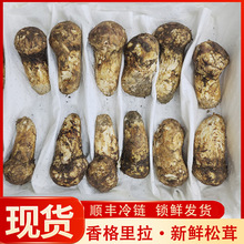 【5-7cm】云南特产香格里拉新鲜松茸云南食用新鲜松茸产地批发供